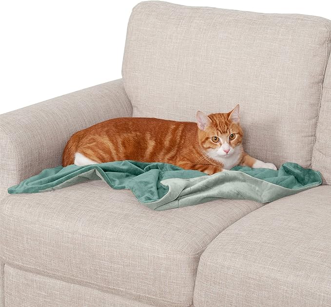 Furhaven Waterproof Throw Blanket for Dogs & Indoor Cats, Washable - Two-Tone Luxe Velvet Dog Blanket - Celadon Green, Small