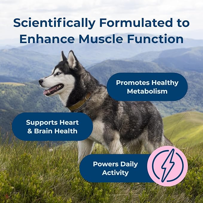 PetAg Dyne Soft Chews, Endurance & Vitality Supplement - Vet-Formulated for Aging & Active Dogs - Fuels Performance, Stamina & Recovery - 60 Chicken Liver Flavor Chews