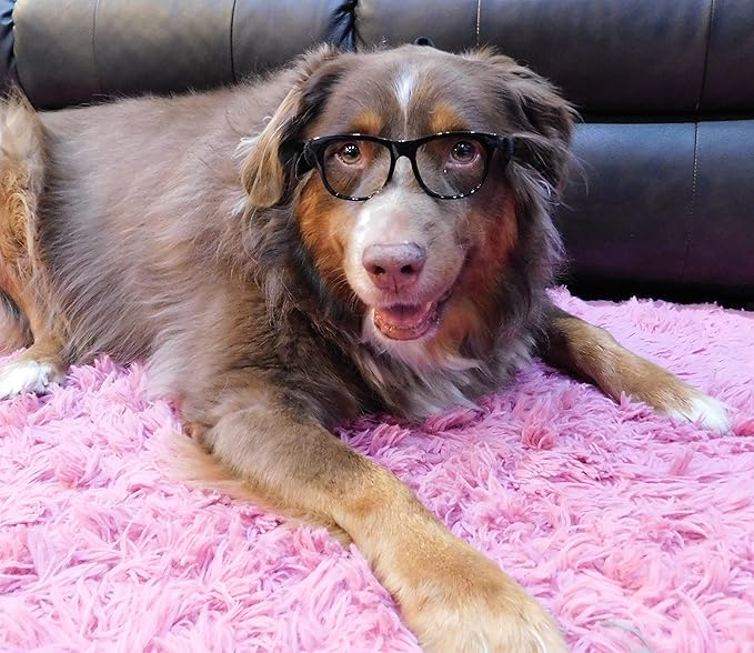 G003 Dog Glasses Medium Breeds 18-40lbs Pet Cat Retro Hipster Nerd Costume Prop Clear Lens (80s Black-Clear)