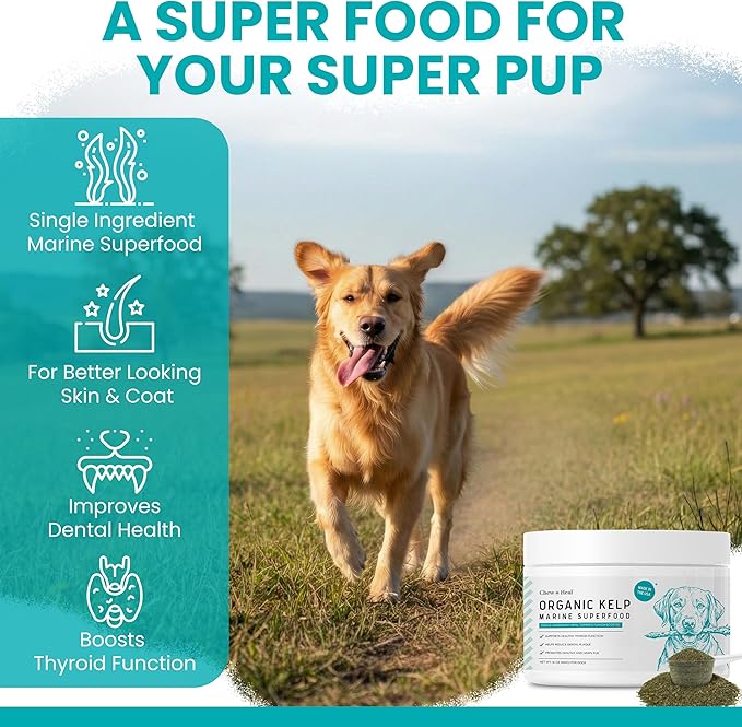 Sea Kelp Powder for Dogs - Thyroid, Dental & Plaque Support, Skin & Coat - Chew + Heal Labs Iodine-Rich 4 oz Kelp Supplement, Immune Health, Natural Seaweed Meal Topper with 5cc Spoon, Made in USA