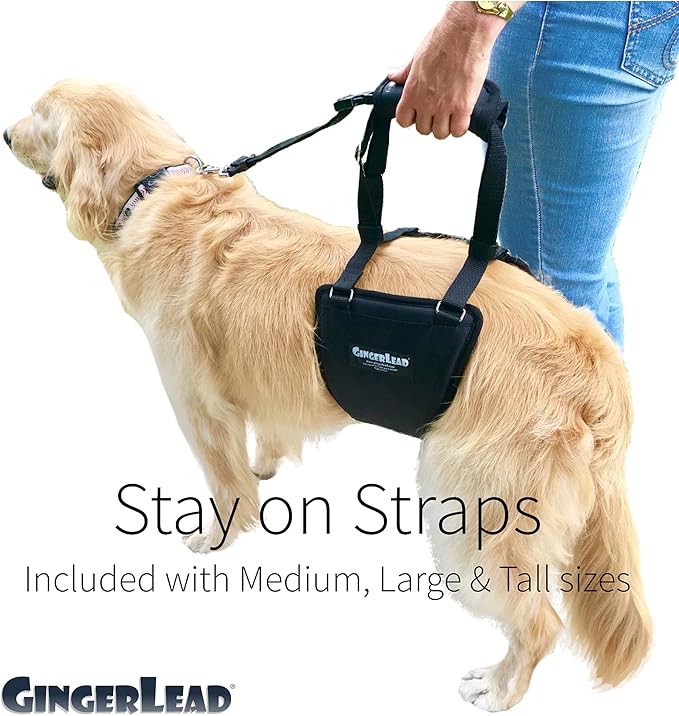 GINGERLEAD Dog Sling Hip Lift Harness, Tall Male fits Tall, Lean Dogs Like Greyhounds or Great Danes. Padded Support Aid to Help Pets Up or Down Stairs, in or Out of Vehicles. Made in U.S.A.