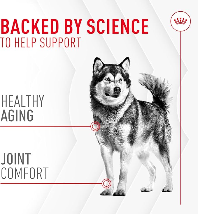 Royal Canin Joint Dog Supplement Soft Chews for Adult Dogs, 60 Count (Pack of 2)
