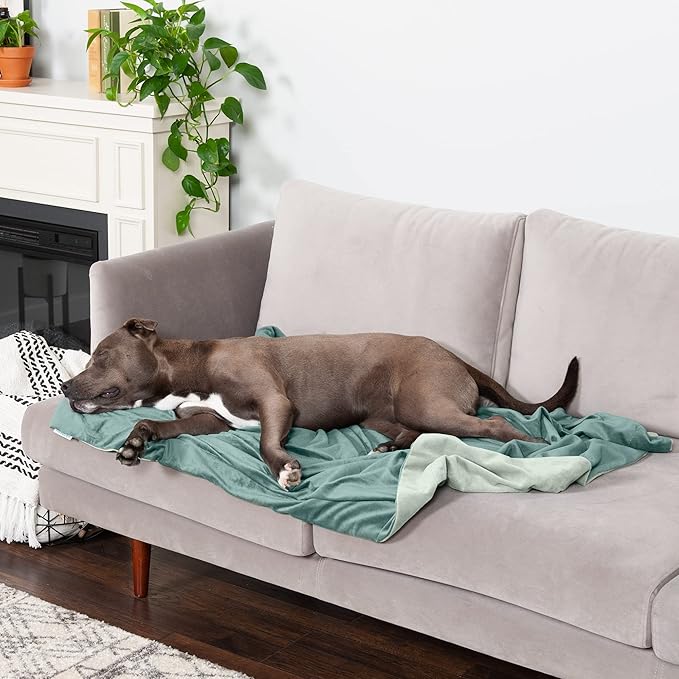 Furhaven Waterproof Throw Blanket for Dogs & Indoor Cats, Washable - Two-Tone Luxe Velvet Dog Blanket - Celadon Green, Large