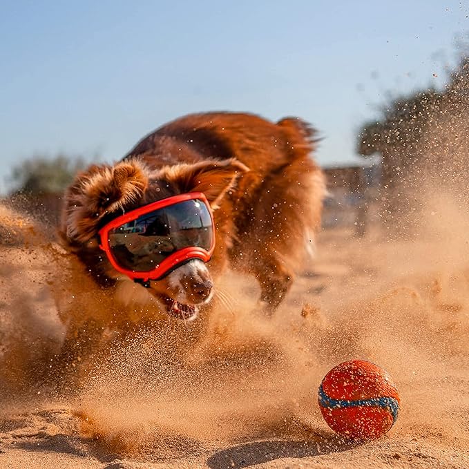 Rex Specs V2 Dog Goggles (X-Large, Black)