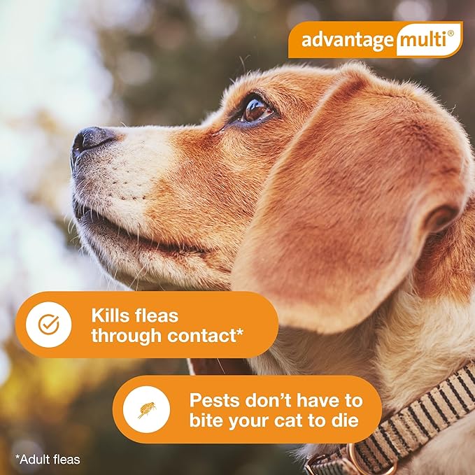 Advantage Multi Topical Solution for Dogs 6 Doses, 9.1-20 lbs (Teal)