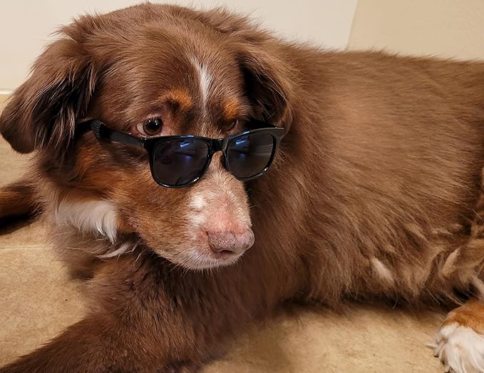 G006 Dog Pet 80s Costume Sunglasses Prop Photoshoot Medium Breeds 20-40 lbs (2-Pack Black+ Clear-Mirror)
