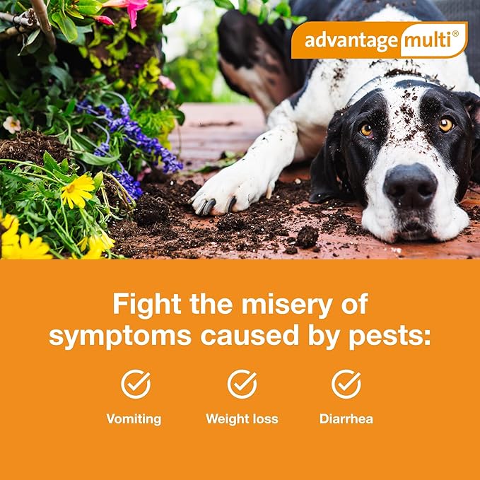 Advantage Multi Topical Solution for Dogs 6 Doses, 55.1-88 lbs (Blue)