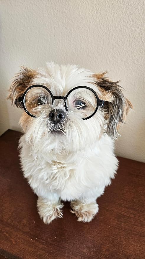 G002 Dog Pet Clear Lens Costume Glasses Small to Medium Breeds 12LBS~30LBS Prop Photoshoot Sunglasses (Round Black-Clear)