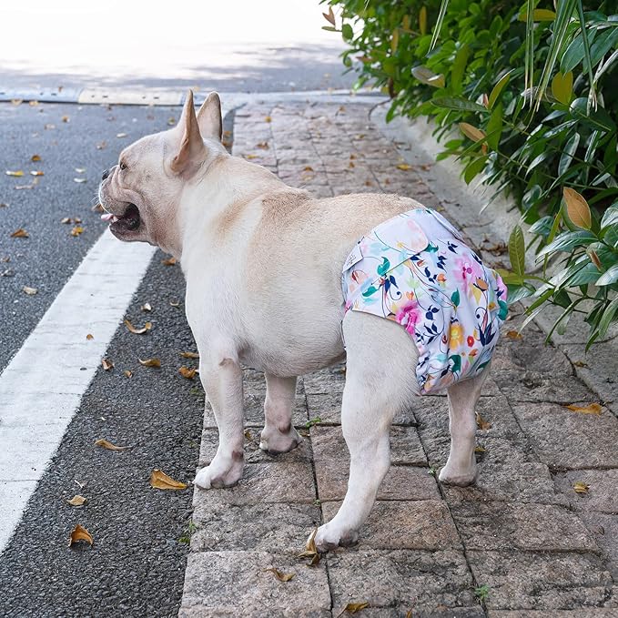 CuteBone Washable Dog Diapers Female No Tail Hole 3 Pack Reusable Doggie Period Training Pants for Docked-Tail Frenchie French Bulldog Boston Terrier Without Tail WWD02M