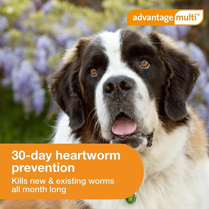 Advantage Multi Topical Solution for Dogs 6 Doses, 55.1-88 lbs (Blue)