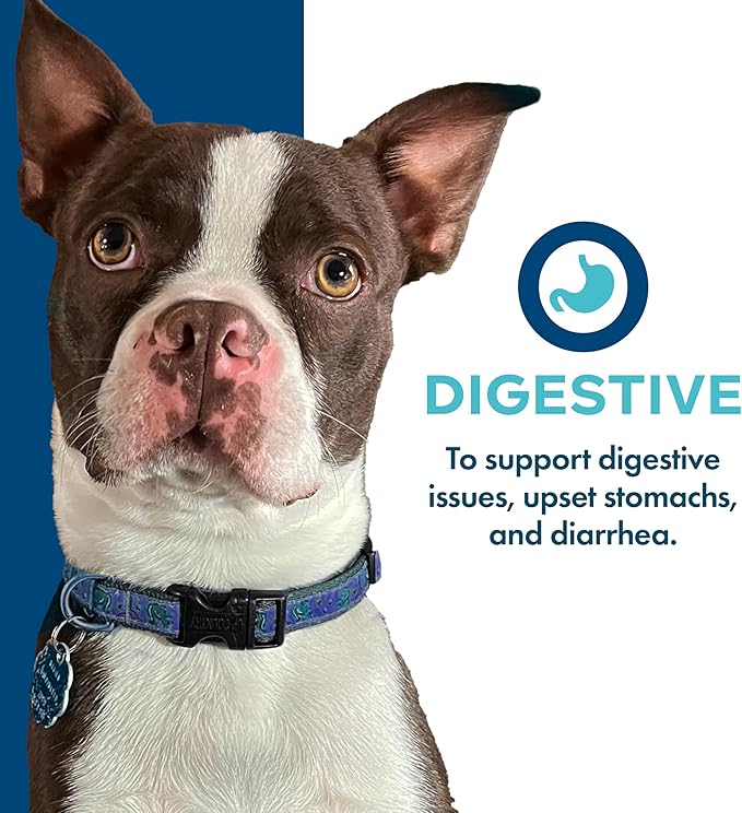 Fromm Family Nutritionals Digestive Functional Dog Treats - Premium Dog Treats to Support Digestive Issues, Upset Stomachs, & Diarrhea - Contains Pumpkin - Pack of (3) 6 oz Bags