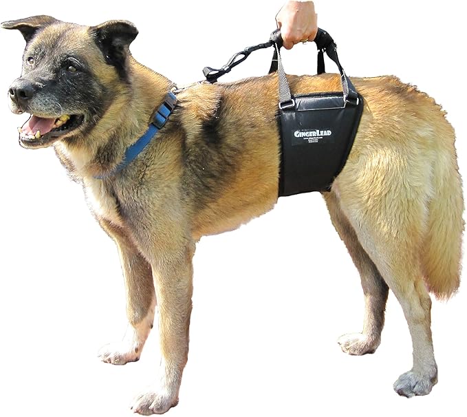 GINGERLEAD Dog Sling Hip Lift Harness, Tall Male fits Tall, Lean Dogs Like Greyhounds or Great Danes. Padded Support Aid to Help Pets Up or Down Stairs, in or Out of Vehicles. Made in U.S.A.