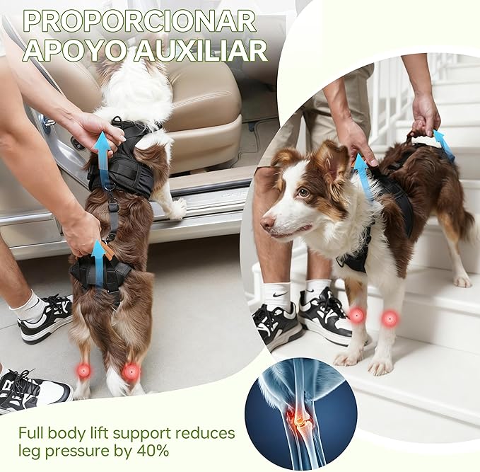 Dog Lift Harness for Male Dogs - 2-in-1 Full Body Support Aid & Sling, Comfortable & Chafe-Free for Post-Surgery Recovery and Elderly Dog Mobility, Hind Leg Assistance, Supports up to 55 Lbs (L)