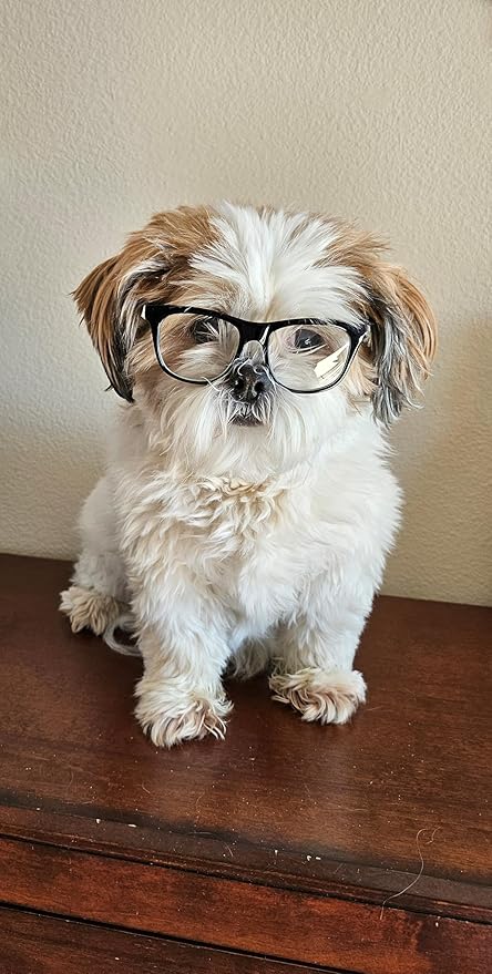 G002 Dog Pet Clear Lens Costume Glasses Small to Medium Breeds 12LBS~30LBS Prop Photoshoot Sunglasses (80s Black-Clear)