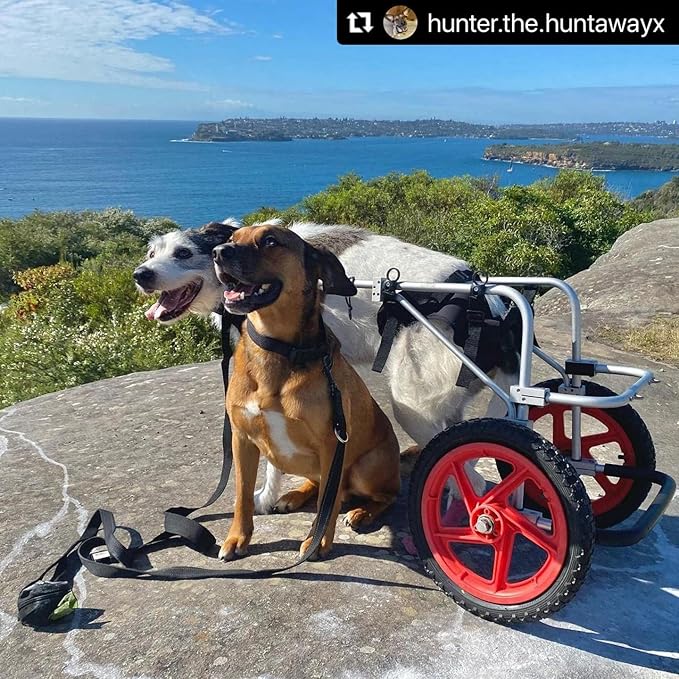 Large Back Leg Dog Wheelchair | 2.0 Design | 2026 Updated Model