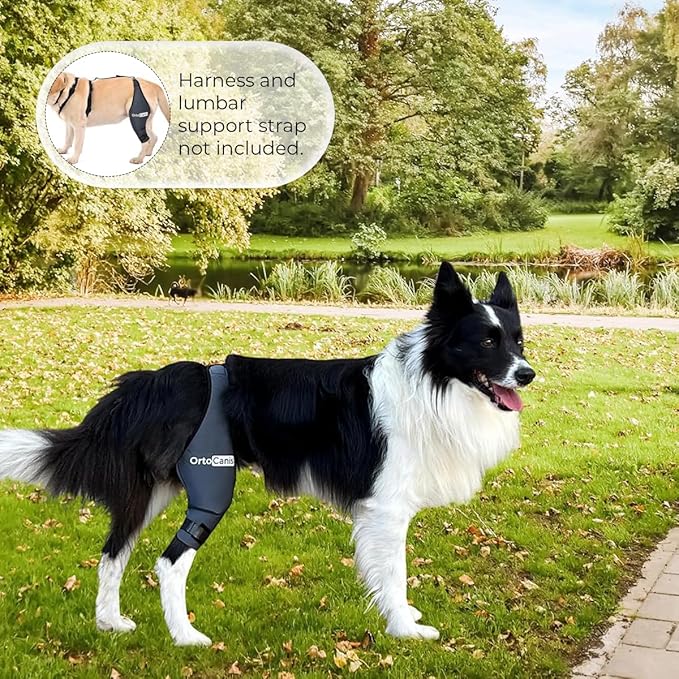 Ortocanis Dog Knee Brace for Hind Leg Support – Flexible Neoprene Knee Brace for Dogs with Joint Instability, Torn ACL, Limping or Osteoarthritis – Comfortable Support for Recovery (X-Mini, Right Leg)