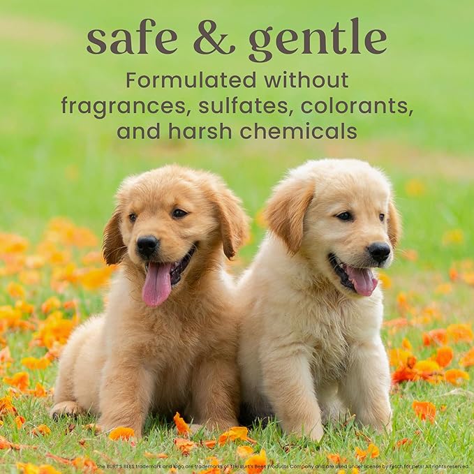 Burt's Bees for Pets Anti Itch Dog Spray with Honeysuckle and Honey, Waterless Grooming Mist for Dry Flaky Skin, Dog Itch Relief Between Baths, Natural Origin Coat Care for Dogs, 10 Fl Oz - 6 Pack