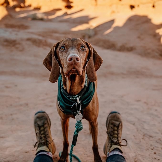 Wilderdog Dog Bandana with Lightweight Quick Drying Poly-Blend Mesh Material in Evergreen