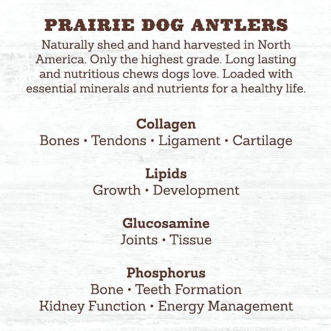 Prairie Dog | Elk Antler Chew | Naturally Shed - Hand Harvested in North America | X-Large | Split