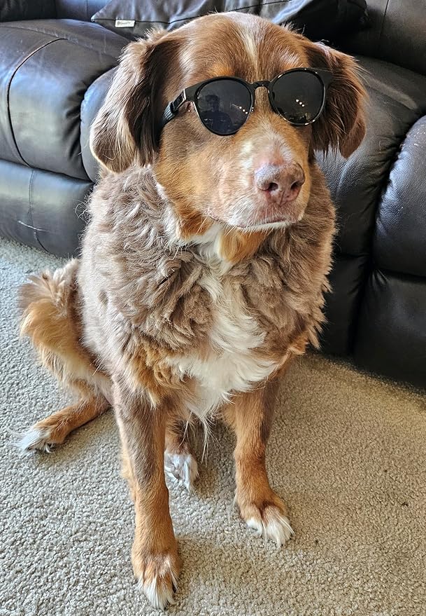 G006 Dog Pet Costume Retro 80s Sunglasses Adjustable for Medium Breed 20-40 lbs Party Prop Cosplay Photoshoot (Panto Black)