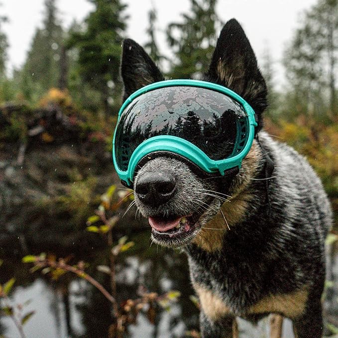 Rex Specs V2 Dog Goggles (X-Small, Black)