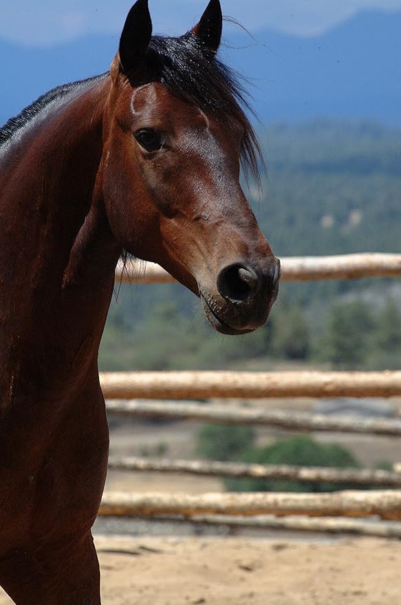 Wahl Equine Grooming Soft Body Brush, Horse Brushes, Equine Grooming Tools, Brushes for Ponies and Horses, Brush for Bodies, Gentle Bristle Brush, Soft Bristles, Equine Care