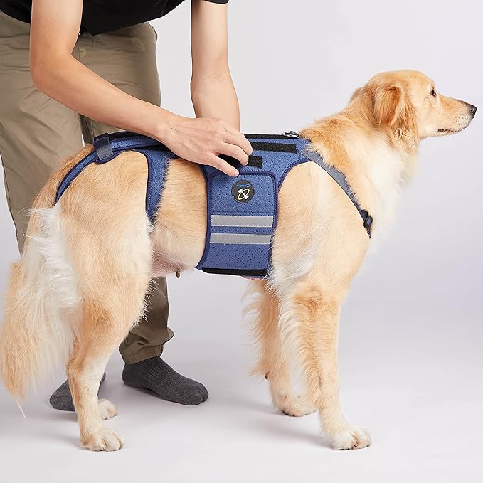 Coodeo Dog Back Brace for Dogs Arthritis, Pet Back Bracer for IVDD, Back Protector Helps Pain Relief, Surgical Recovery and Rehabilitation, Dogs Back Disease Prevention. (Blue,XX-Large)